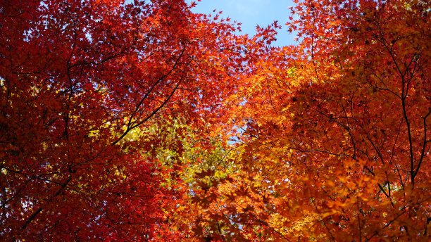 日本秋天的枫叶:红枫季节图片下载