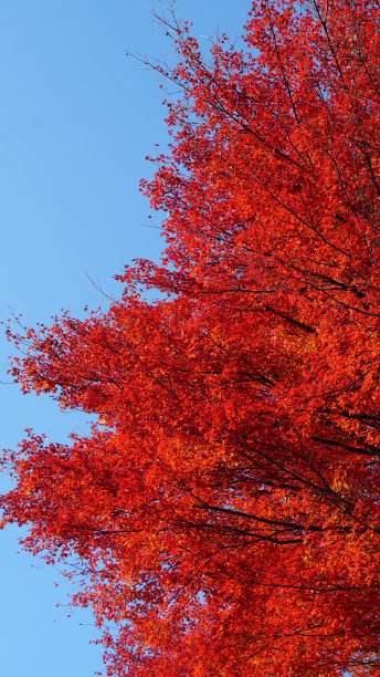 日本秋天的枫叶:红枫季节图片下载