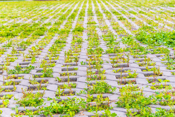 绿草如茵，穿过鹅卵石铺砌，室外花园地板背景照片纹理图片下载