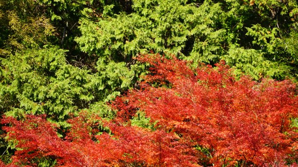 日本秋天的枫叶:红枫季节图片下载