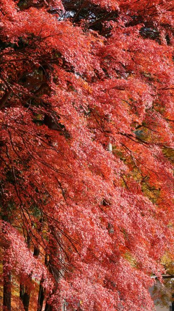 日本秋天的枫叶:红枫季节图片下载
