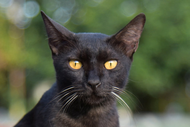 黑猫脸图片下载