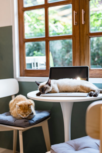 家里的宠物猫躺在笔记本电脑上。图片下载
