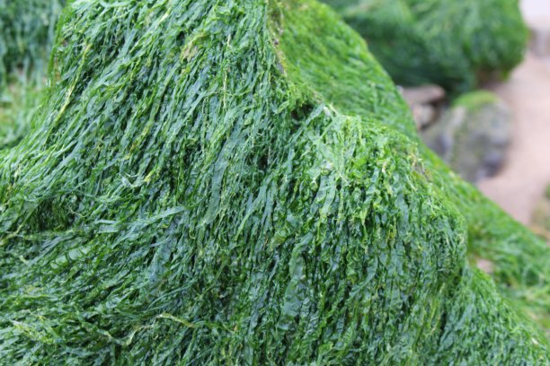 沙滩上岩石上的绿色海藻的特写照片图片下载