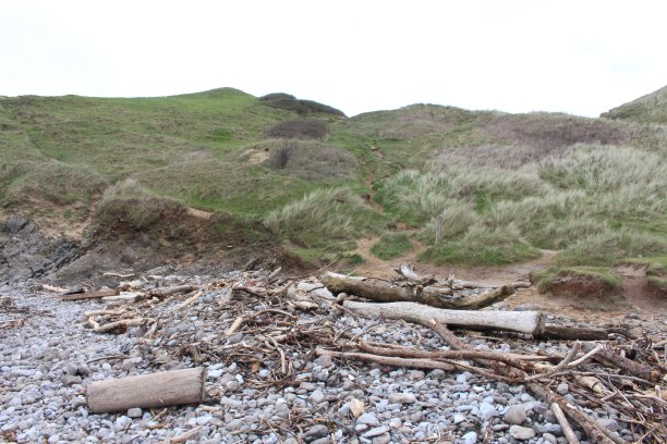 一张浮木在鹅卵石沙滩上的照片图片下载