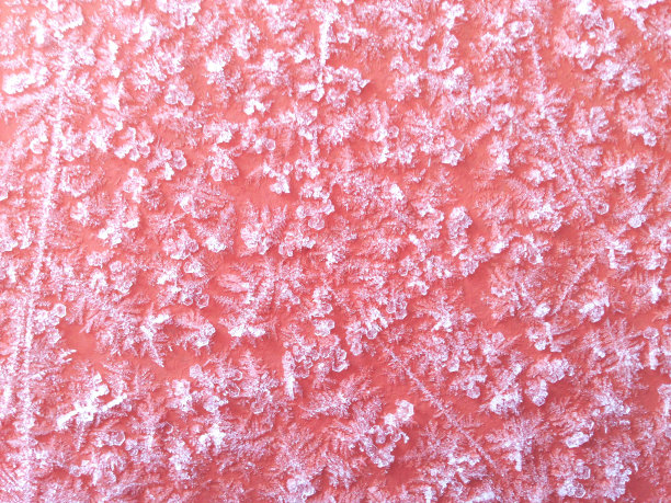 红墙上粉红色花瓣的全画幅照片图片下载