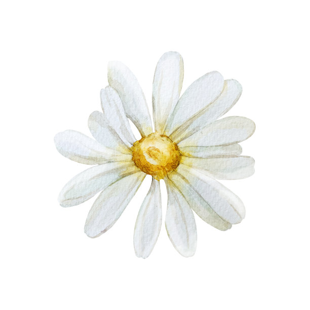 白色背景上手绘水彩洋甘菊花朵插画，适用于药品和化妆品包装设计图片下载