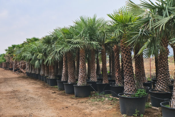 户外盆栽植物批发苗圃，花园中心，大量盆栽植物。阴天里，黑色花盆中排列着各种装饰棕榈树。花园商店中出售的盆栽棕榈树。图片下载