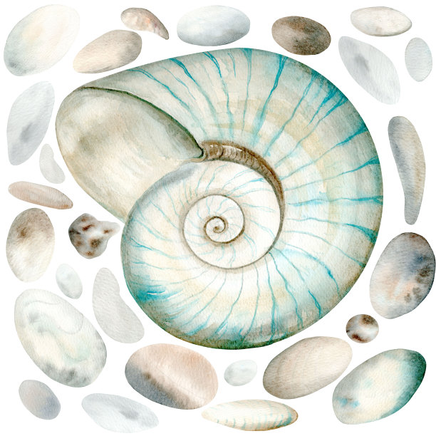 白色背景上的鹦鹉螺贝壳和海卵石。暖色水彩插图。这幅画是手绘的。适合制作卡片、请柬和纺织品。图片下载