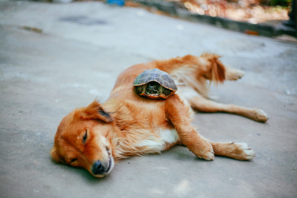 可爱的乌龟图片下载