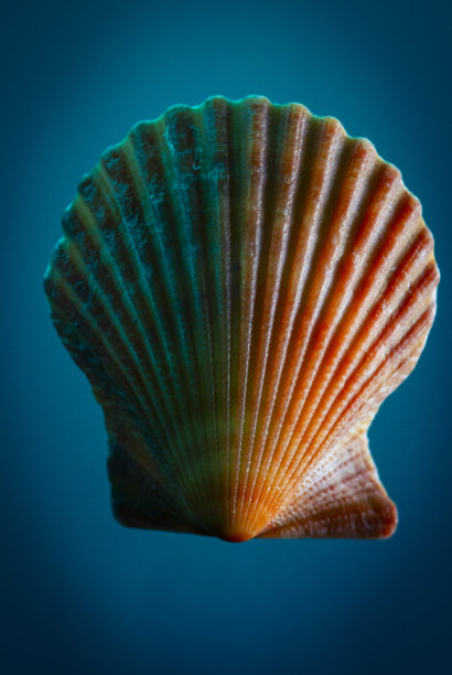 一个彩色的，有纹理的贝壳在黑暗背景下的特写微距照片。图片下载