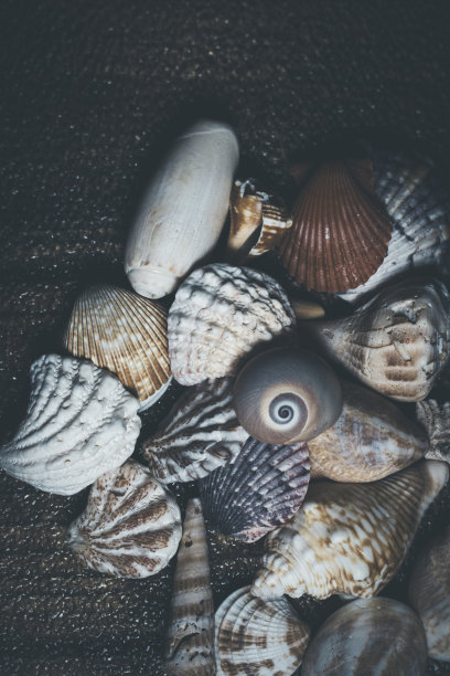在有纹理的背景下拍摄的一组贝壳的特写微距照片。图片下载