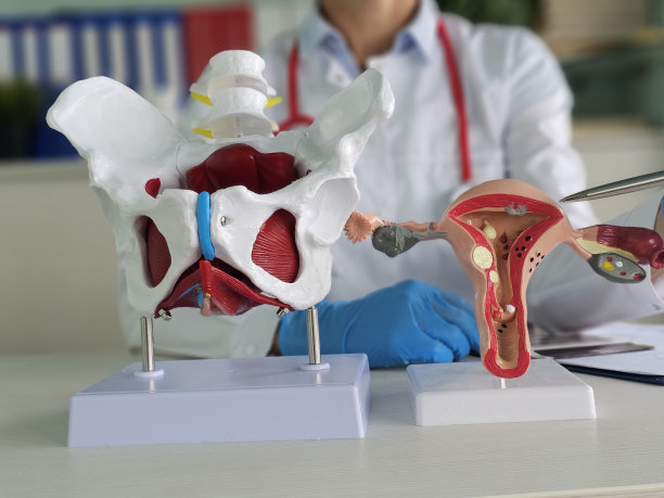 医学上人体骨盆和系统的详细解剖模型图片下载