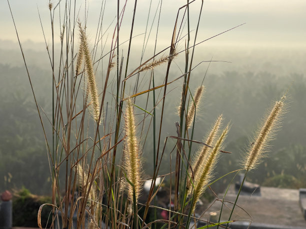早晨日出时从山上看出去的景色图片下载