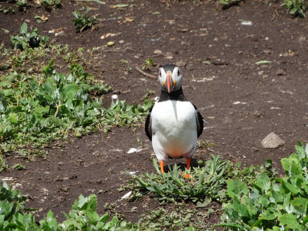 一只大西洋海雀的正面照片，它的脚上覆盖着一株绿色的小植物图片下载