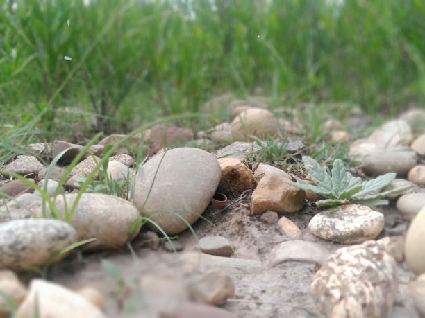 绿草特写田野背景。图片下载