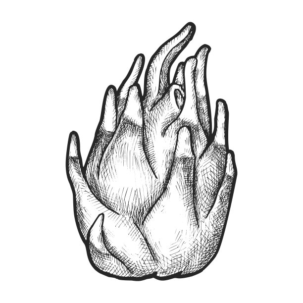 异国火龙果草图或矢量火龙果。食物图片下载