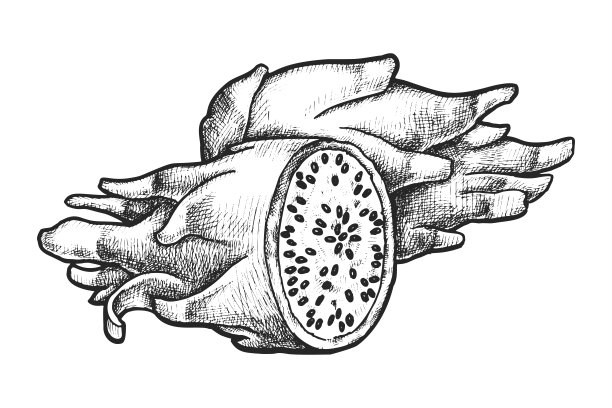 热带火龙果切片草图。矢量水果。食物图片下载