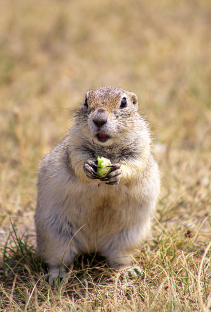 图片显示一只小松鼠坐在草地上吃东西。这只松鼠用前爪抓着食物，背景被模糊了，展示了草地和自然环境。图片下载