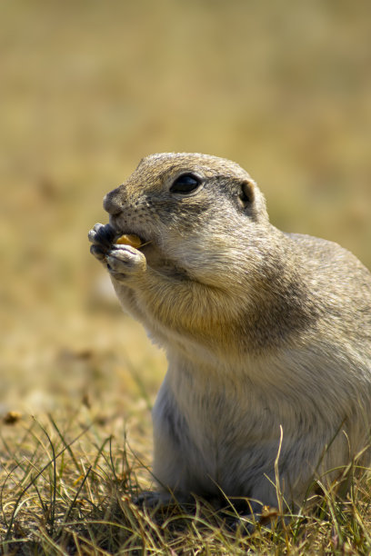 图片显示一只小松鼠坐在草地上吃东西。这只松鼠用前爪抓着食物，背景被模糊了，展示了草地和自然环境。图片下载