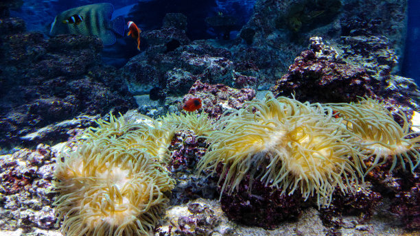 海底栖息地图片下载