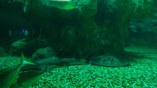 海底栖息地图片下载