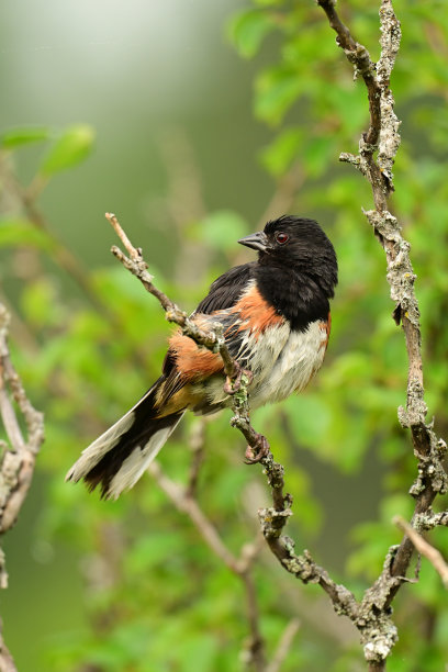 东土威雄鸟图片下载