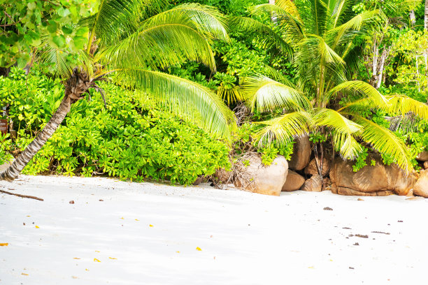 一张令人惊叹的原始海滩照片，柔软的白色沙滩，摇曳的棕榈树图片下载