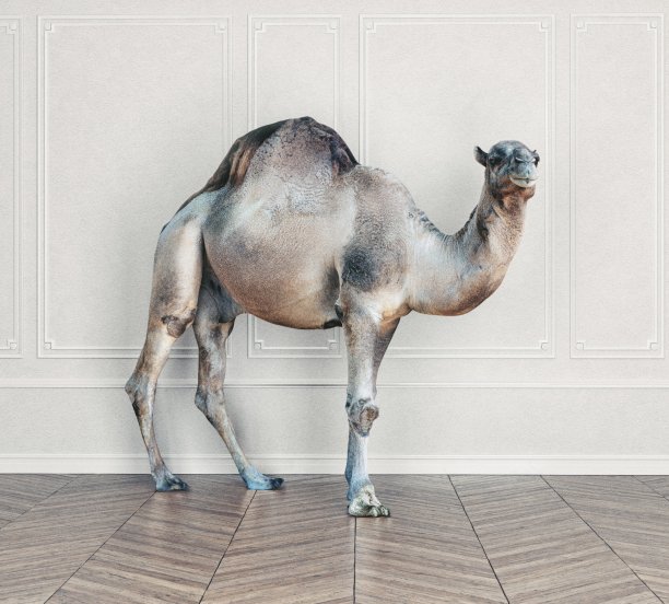 房间里的骆驼。图片下载