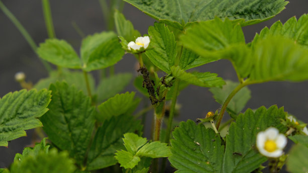 草莓叶子上蚜虫群的特写——蚜虫科和蚂蚁。害虫——植物虱、绿蝇、黑蝇或白蝇——吸食植物汁液的微距照片。图片下载
