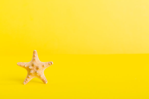 夏季时间概念与海贝壳或海星在桌子背景与文本复制空间图片下载