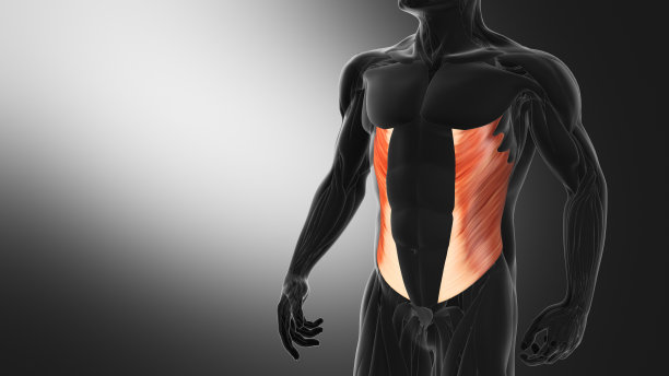 外斜肌解剖图片下载