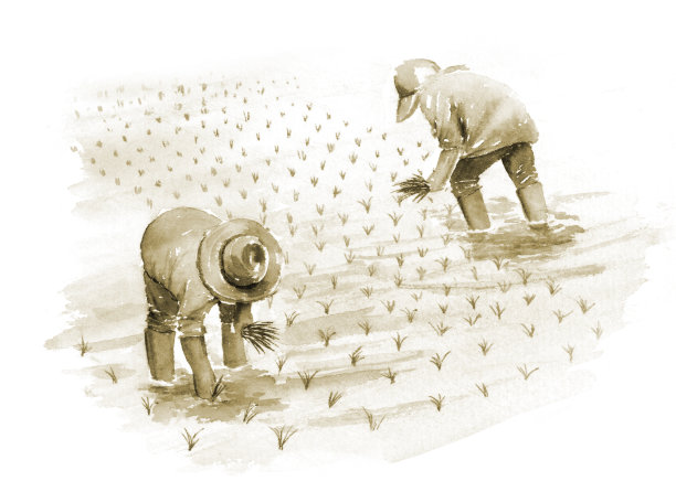 深褐色的水稻种植风光图片下载