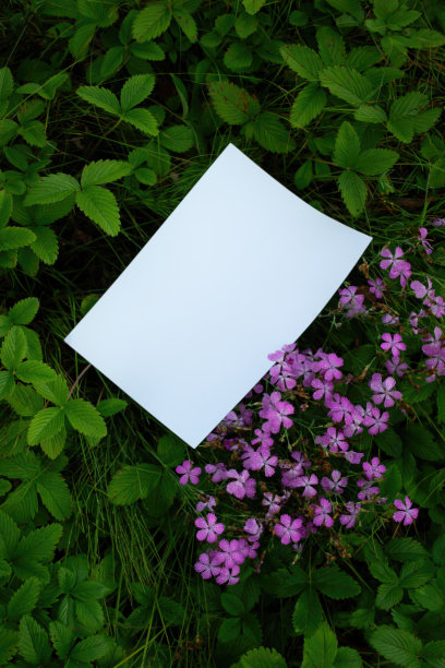 白色的A4纸在草地与紫色的草甸花的模型。品牌海报信笺与草甸石竹草原。真实的照片，一个空白的孤立的对象，以放置文字或设计图片下载