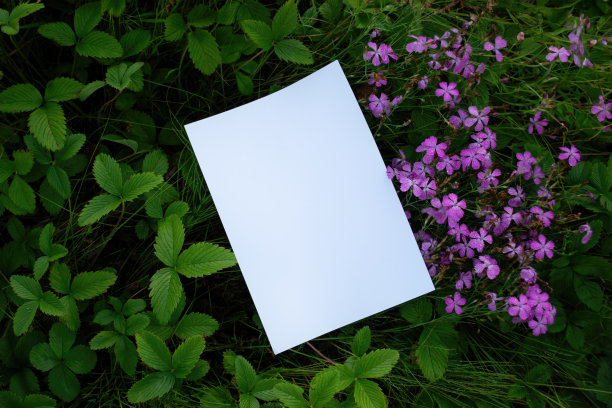 白色的A4纸在草地与紫色的草甸花的模型。品牌海报信笺与草甸石竹草原。真实的照片，一个空白的孤立的对象，以放置文字或设计图片下载