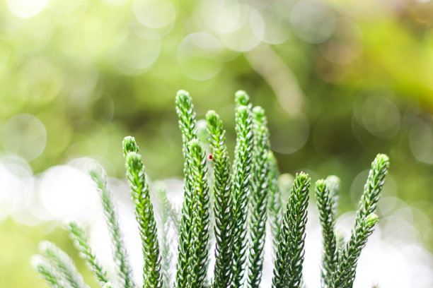 美丽的图片叶和花生长的概念自然植物。图片下载