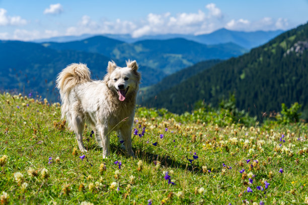 可爱的狗在山上玩耍照片，Giresun Turkiye(土耳其)图片下载