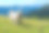 可爱的狗在山上玩耍照片，Giresun Turkiye(土耳其)图片下载