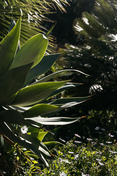 绿色植物，街头花卉，背景图片下载