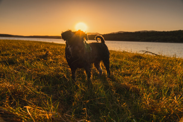 雪纳瑞犬在夕阳下的绿草地上。美丽的图片。漂亮的狗。图片下载