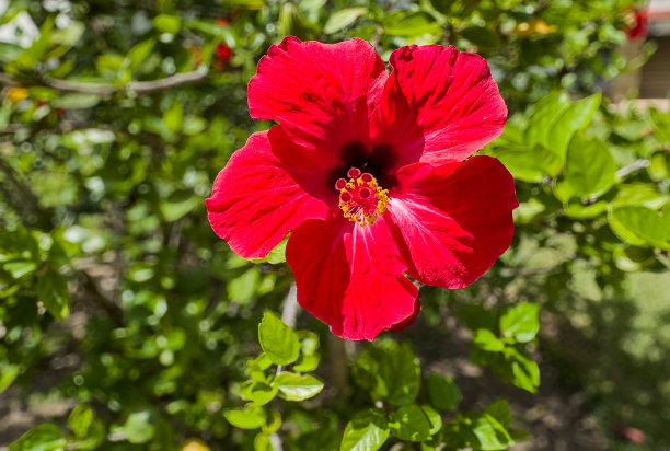 前景中的红花在绿色模糊的背景上图片下载