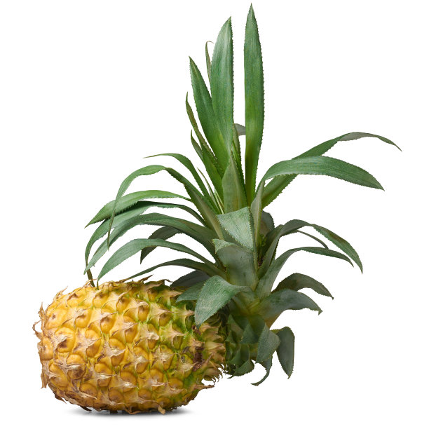 新鲜的整个菠萝，叶子分离成白色图片下载