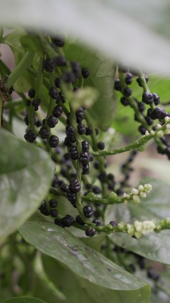 这种植物，也被称为binahong或lembayung图片下载