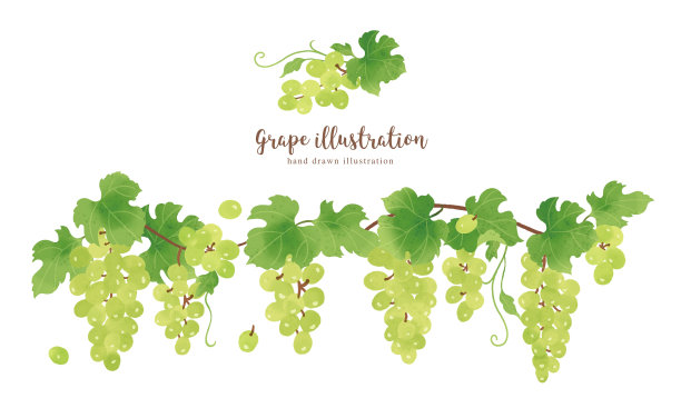 水果加兰图片下载