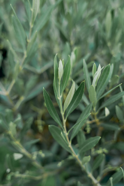 家庭花园中的橄榄树特写。花。图片下载