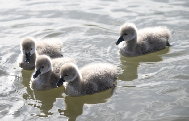 可爱的小天鹅图片下载