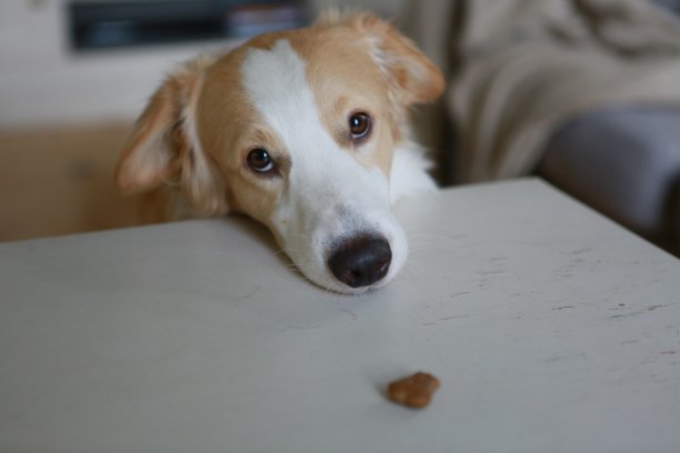 狗靠在桌子上的照片图片下载