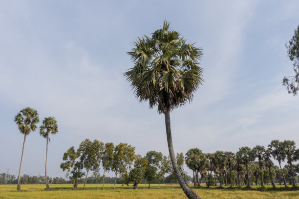 倾斜的棕榈树图片下载