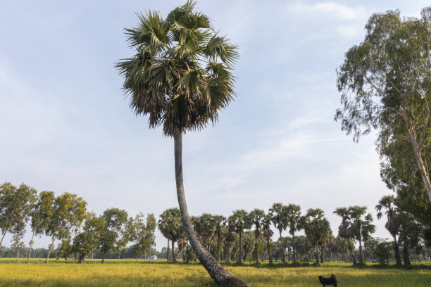 倾斜的棕榈树图片下载