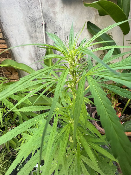 郁郁葱葱的植物特写，充满活力的绿叶和叶子在自然的户外环境中生长。这幅图片展示了自然植物世界的美丽和多样性。图片下载